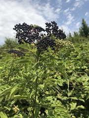Sambucus ebulus
