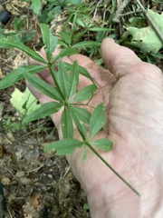 Galium triflorum