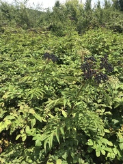 Sambucus ebulus