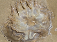 Catostylus tagi