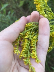 Phymata pennsylvanica