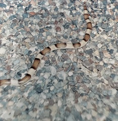 Phyllorhynchus browni