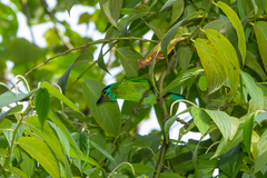 Psilopogon oorti