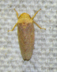 Curtara insularis