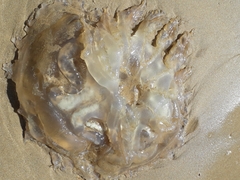 Catostylus tagi