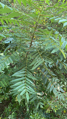 Juglans hindsii