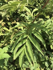 Sambucus ebulus