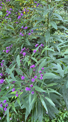 Vernonia noveboracensis