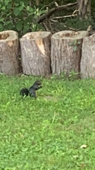 Sciurus carolinensis