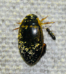 Thermonectus basillaris basillaris