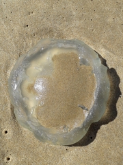 Catostylus tagi