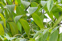 Psilopogon oorti