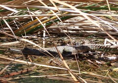 Crocodylus johnstoni