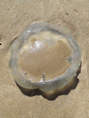 Catostylus tagi