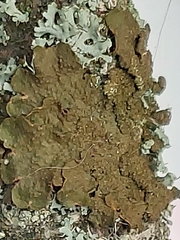 Melanelixia subaurifera