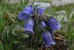 Campanula alpina