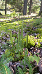 Lycopodium clavatum