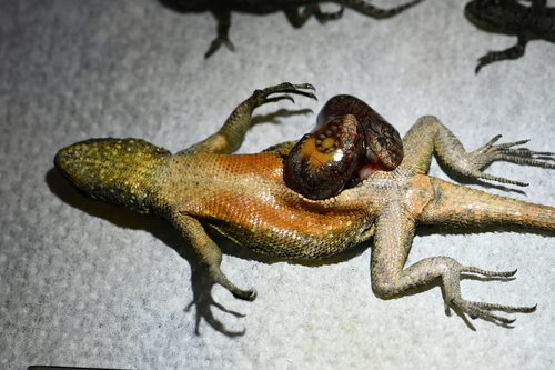 Graphic Spiny Lizard, Sceloporus grammicus