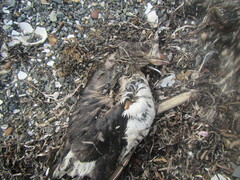 Cerorhinca monocerata