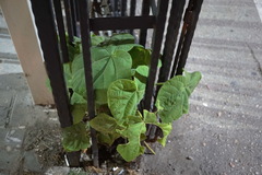 Catalpa bignonioides