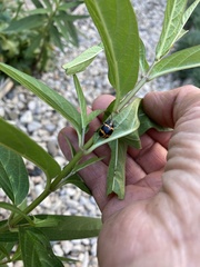 Labidomera clivicollis