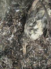 Cerorhinca monocerata