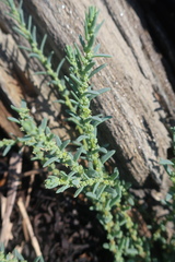 Suaeda maritima