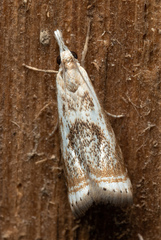 Microcrambus