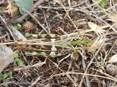Oedaleus decorus