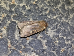 Xestia xanthographa