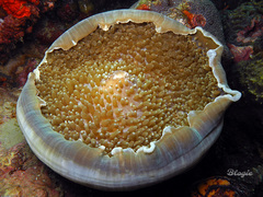Amplexidiscus fenestrafer