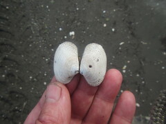 Ruditapes philippinarum