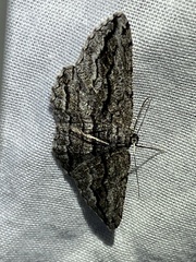 Scioglyptis canescaria