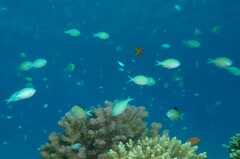 Chromis viridis