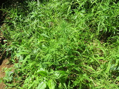 Paspalum repens