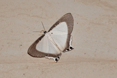 Cyphura caudiferaria