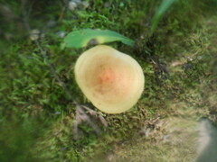 Lactifluus volemus