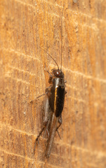 Nemobiinae