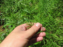 Paspalum repens