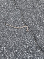 Crotalus oreganus helleri