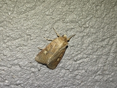 Xestia xanthographa