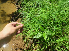 Paspalum repens