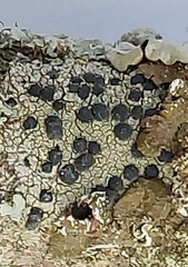 Lecidella elaeochroma