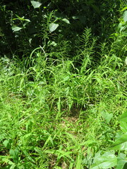 Paspalum repens