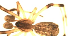 Episinus angulatus
