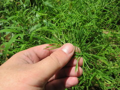 Paspalum repens