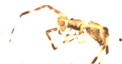 Episinus angulatus