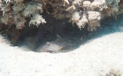 Fusigobius