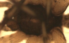 Episinus angulatus