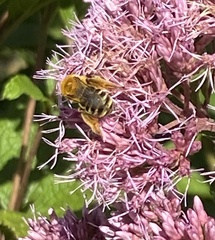 Melissodes trinodis